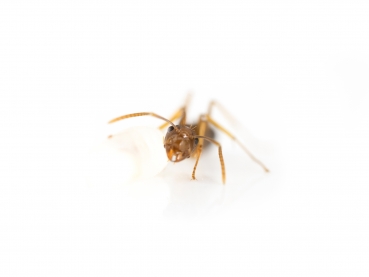 Camponotus maculatus subnudus